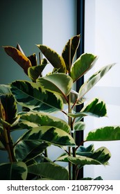 Ficus Elastica Roxb. Rubber Bush Indian Rubberplant