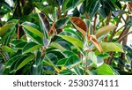 Ficus elastica (rubber fig, rubber bush, rubber tree) in nature. The latex of Ficus elastica is an irritant to the eyes and skin and is toxic if taken internally