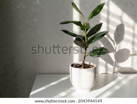 Ficus elastica (rubber fig) in the home interior. Light from the window with beautiful shadows on a wall. Home decor and gardening concept.
