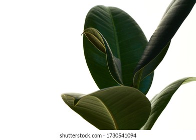 Ficus elastica, rubbery green houseplant with large thick leaves on white isolated background.