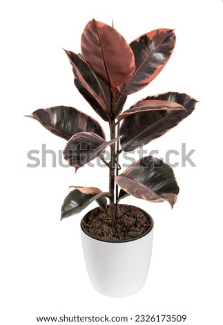 Ficus elastica ruby with red and green leaves growing in white ceramic pot isolated on blank background