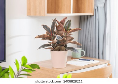 Ficus Elastica Ruby (rubbery, black ficus, elastic, black prince) planted in a self watering pot. Decoration on the desk. Houseplant care concept. Indoor plant. Automatic watering pot. - Powered by Shutterstock