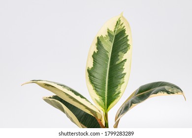 Ficus Elastica Tineke Hd Stock Images Shutterstock