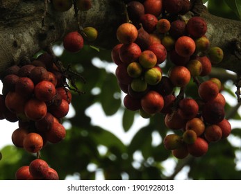 Ficus or fig fruit. Many are found in the tropical rain forests of Sumatra, Indonesia