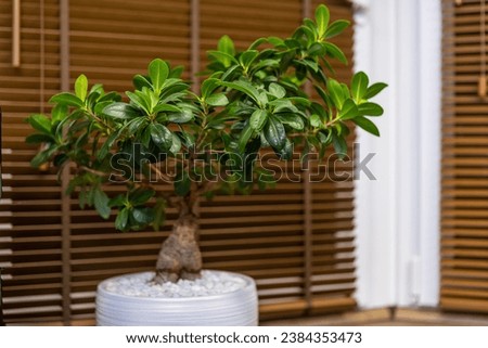 Ficus ginseng in interior. Home gardening concept.