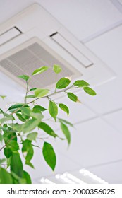 Ficus Green Leaves Against Ceiling Air Conditioner In Modern Office Or At Home. Indoor Air Quality Concept