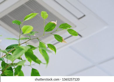 Ficus Green Leaves In Front Of Ceiling Air Conditioner In Modern Office Or At Home. Indoor Air Quality Concept