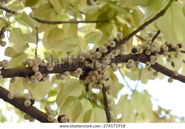 Ficus Lacor Buchtree Stock Photo 274571918 Shutterstock