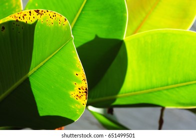 Ficus Leaves Brown Spots Stock Photo 651499501 | Shutterstock