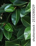 Ficus, leaves close-up. Close-up of green ficus leaves on a tree. Ficus elastica leaves close-up, rubber tree. Natural background with green large leaves