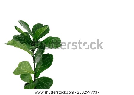 Ficus lyrata with large green leaves planted isolated on white background with copy space. Home gardening.