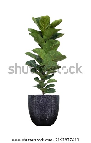 Ficus Lyrata planted in a marble pots,on white background with path line