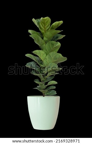 Ficus Lyrata planted in a pot,on black background with paths line