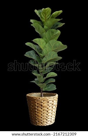 Ficus Lyrata planted in pots,on black background with path line, wicker baskets