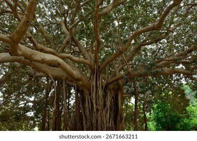 Ficus Macrophylla, Moreton Bay Fig or Australian Banyan. Evergreen banyan with by a vast spreading canopy and aerial roots which descend to the ground forming secondary trunks. Palermo, Sicily, Italy