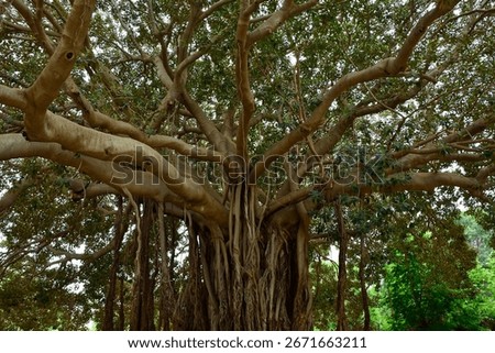 Ficus Macrophylla, Moreton Bay Fig or Australian Banyan. Evergreen banyan with by a vast spreading canopy and aerial roots which descend to the ground forming secondary trunks. Palermo, Sicily, Italy