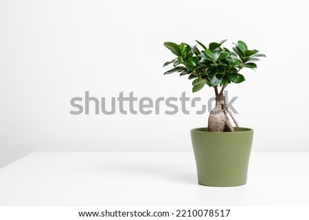 Ficus Microcarpa Ginseng on the table with copy space, Bonsai plant, air purifying houseplant