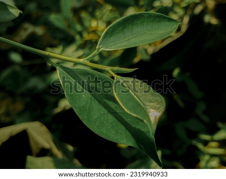 The ficus microcarpa leaf which is also known as the Chinese banyan, is a tree in the fig family Moraceae.It is native in a range from China through tropical Asia and the Caroline Islands to Australia