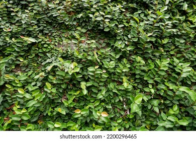 Ficus Pumila,  Creeping Fig Or Climbing Fig, Is A Species Of Flowering Plant In The Mulberry Family, Native To East Asia  China, Japan, Vietnam  