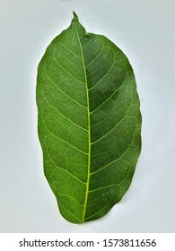 Ficus Racemosa Tree Leaves Large Fruitful Stock Photo 1573811656 ...