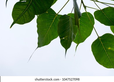 Ficus Religiosa or Bo leaf plant