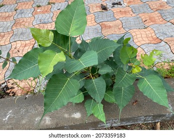 Ficus Religiosa Or Sacred Fig Is A Species Of Fig Native To The Indian Subcontinent And Indochina That Belongs To Moraceae, The Fig Or Mulberry Family. It Is Also Known Bodhi Tree, Pippala Tree.