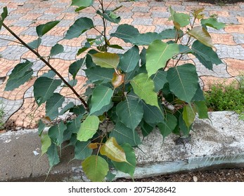 Ficus Religiosa Or Sacred Fig Is A Species Of Fig Native To The Indian Subcontinent And Indochina That Belongs To Moraceae, The Fig Or Mulberry Family. It Is Also Known Bodhi Tree, Pippala Tree.