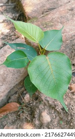 Ficus Religiosa Or Sacred Fig Is A Species Of Fig Native To The Indian Subcontinent And Indochina That Belongs To Moraceae, The Fig Or Mulberry Family. It Is Also Known As The Bodhi Tree, Pippala Tree