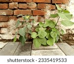 Ficus religious plant growing near brick wall outdoros. 