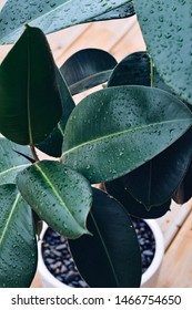Ficus or rubber plant with rain water droplets