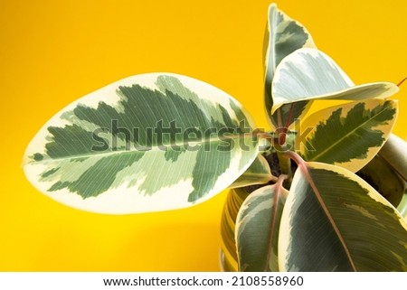 Ficus rubber variegate leaf close-up with a bud opening with a new young leaf on a yellow background. Home plant care, cultivation, watering and fertilization. Abidjan, variety  elastica, Belize
