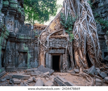 Ficus Strangulosa tree eroding ruins at Ta Prohm : Siem Reap, Cambodia
