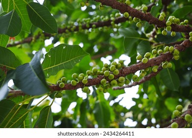 Ficus subpisocarpa (called 笔管榕 in China and 雀榕 in Taiwan) is a species of small deciduous tree native to Japan, China, Taiwan and southeast Asia to the Moluccas (Ceram).