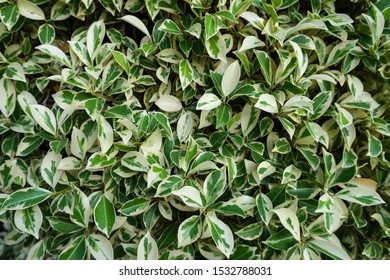 Ficus tree in africa. Green background from leaves.