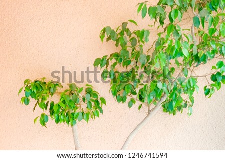 Ficus tree near the wall 
