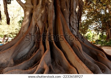 Ficus tree trunk. Thick trunk with roots of a large tree, background, texture. Trunk tree background. Spain ficus or Fig trees. Giant Ficus Trees in Valencia la glorieta park. Roots background. Root. 