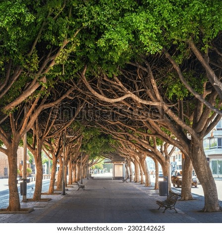 Ficus Trees at Paseo de Reding Street - Malaga, Andalusia, Spain