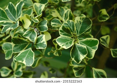 Ficus triangularis variegata in the garden. - Shutterstock ID 2315222163