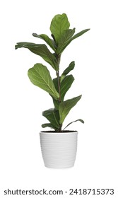 Fiddle Fig or Ficus Lyrata plant with green leaves in pot on white background