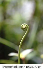 Fiddle Head Fern