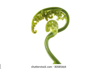 Fiddle Head Fern