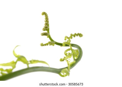 Fiddle Head Fern