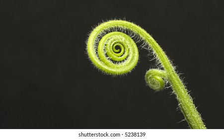 Fiddle Head Fern