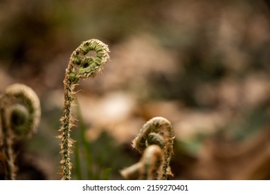 3,216 Mammoth head Images, Stock Photos & Vectors | Shutterstock