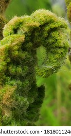 Fiddle Head Fern Close Up