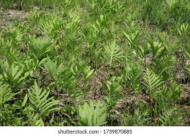 Fiddle Head Ferns In The Sun