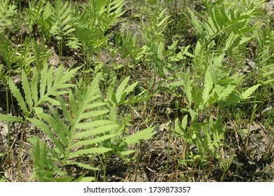 Fiddle Head Ferns In The Sun