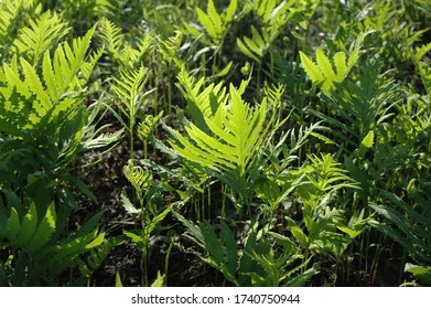 Fiddle Head Ferns In The Sun