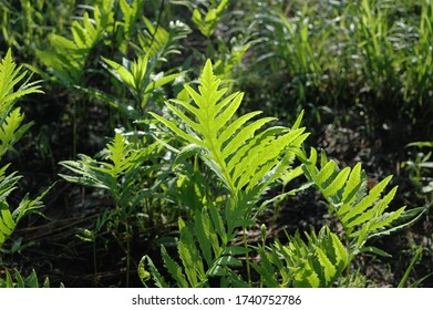 Fiddle Head Ferns In The Sun