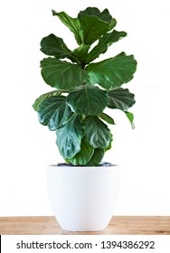 A Fiddle Leaf Fig or Ficus lyrata pot plant with large, green, shiny leaves planted in a white pot sitting on a light timber floor isolated on a bright, white background. 